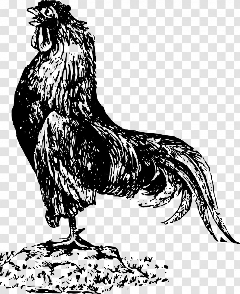 Cochin Chicken Houdan Andalusian Rooster - Monochrome Transparent PNG