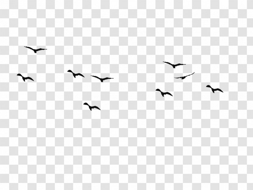 Bird Flight Swallow Silhouette Drawing - Birds Transparent PNG