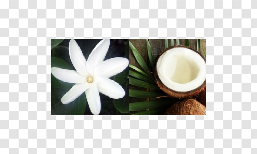 Monoi Oil Essential Carrier Shea Butter - Raw Material Transparent PNG