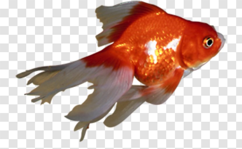 Goldfish Feeder Fish Bony Fishes Fin Marine Biology Transparent PNG
