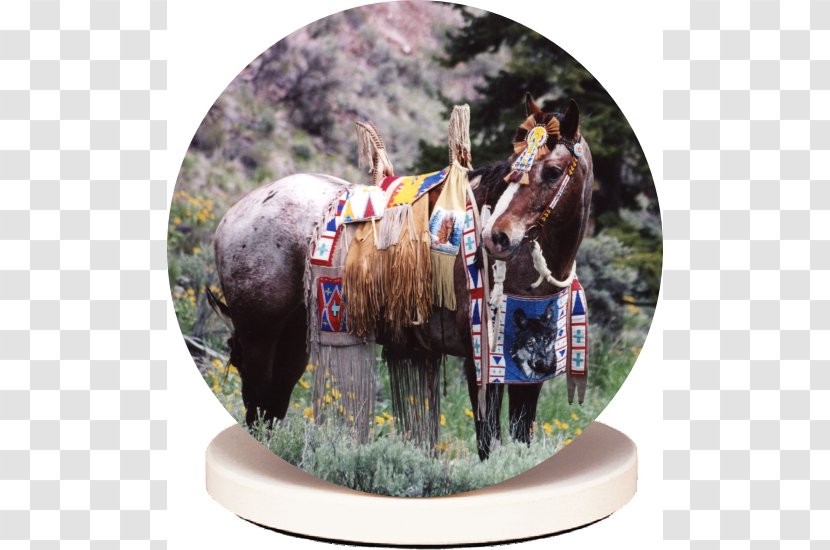 Horse Halter Pack Animal - Water Absorbent Stone Transparent PNG