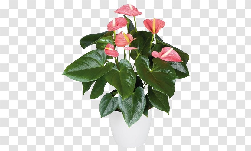 Floral Design Anthurium Andraeanum Artificial Flower Poinsettia - Plant Stem Transparent PNG