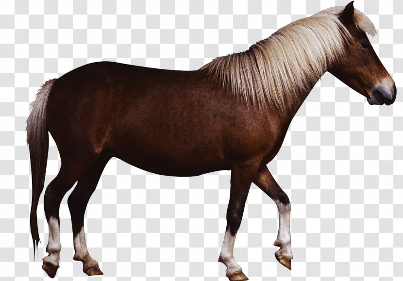 IPhone 4S 5s Horse - Snout - Animals Mustang Transparent PNG