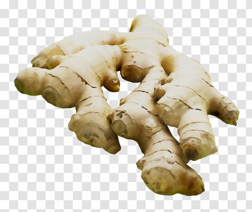 Root Vegetables Tuber Galangal - Zingiber - Greater Transparent PNG