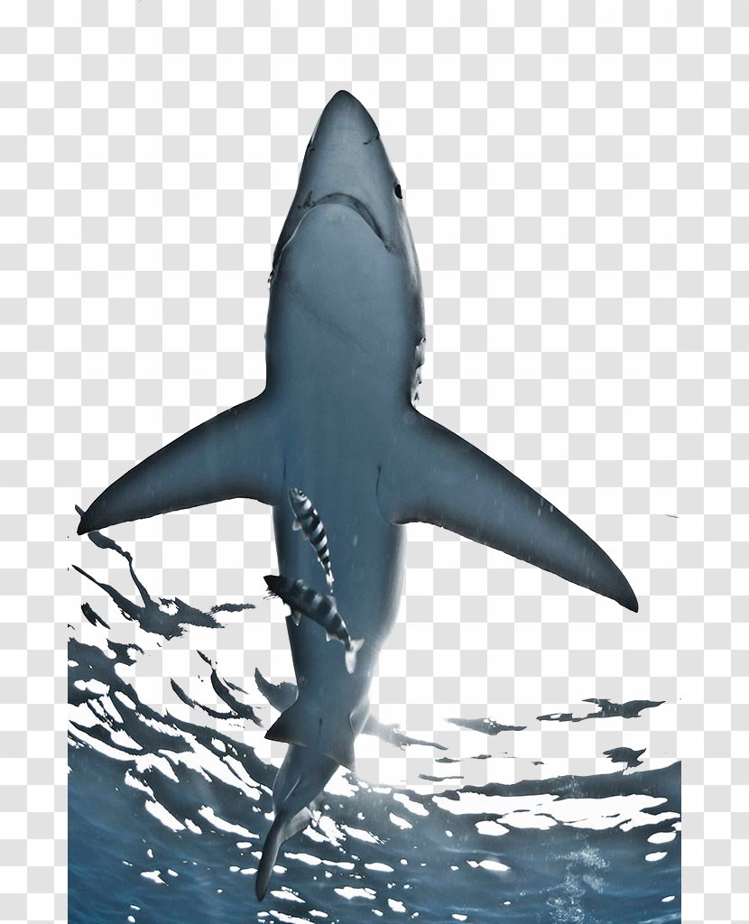 Great White Shark Magdalena Bay Stock Photography Blue - Sea Transparent PNG