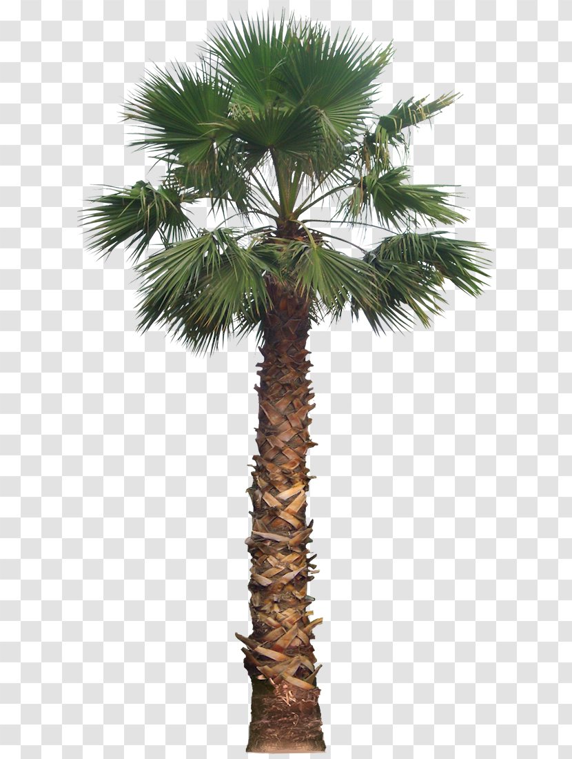 Date Palm Washingtonia Filifera Arecaceae Tree - Coconut Transparent PNG