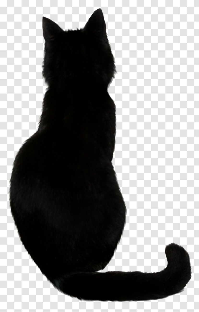 Savannah Cat Black Food Kitten - Witch Transparent PNG