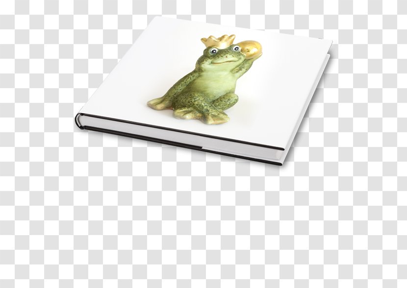 Tree Frog Rectangle - Amphibian Transparent PNG