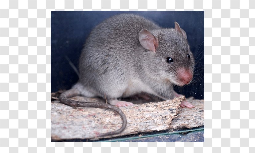 Gerbil Dormouse Whiskers Computer Mouse Fauna - Snout Transparent PNG