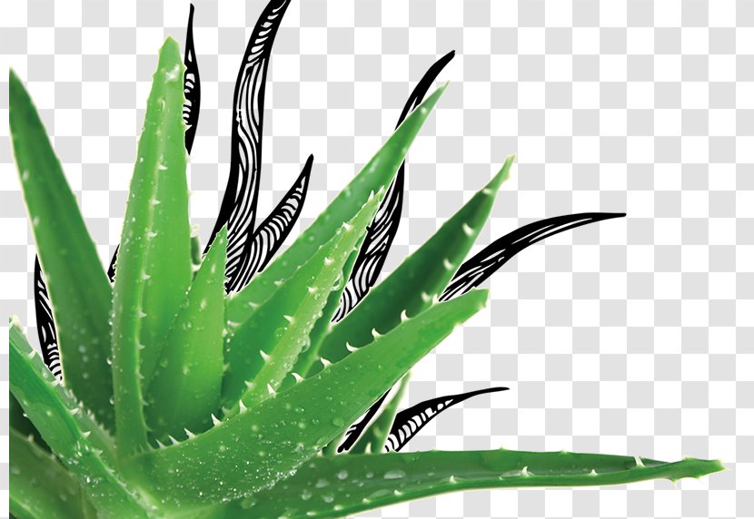 Aloe Vera Gel Plant Herb Pongame Oiltree - Burn Transparent PNG