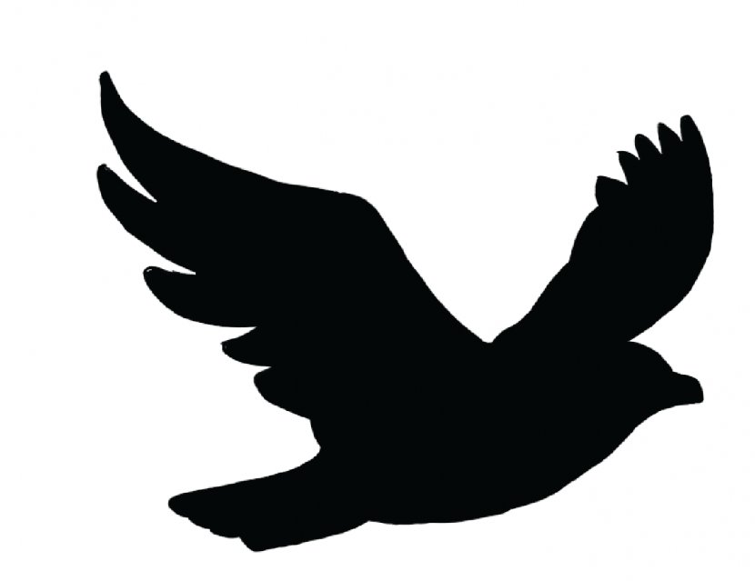Bird Flight Swallow Columbidae Crows - Of Prey - Gull Transparent PNG