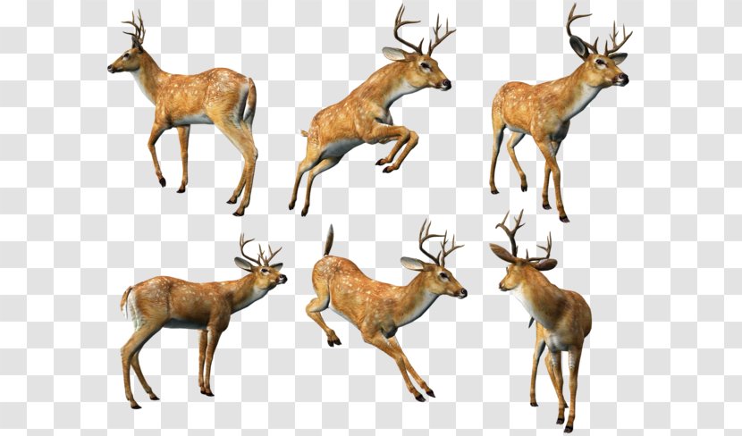Reindeer Animal Clip Art - Fauna - Various Forms Of Deer Transparent PNG