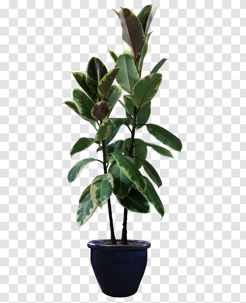 Rubber Fig Houseplant Flowerpot - Plant Transparent PNG