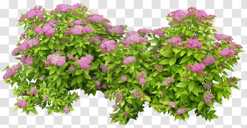 Shrub PhotoScape - Cut Flowers - Green Bush Transparent PNG