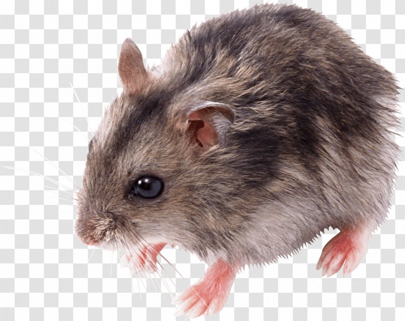 Rat Mouse - Rodent - Little Image Transparent PNG