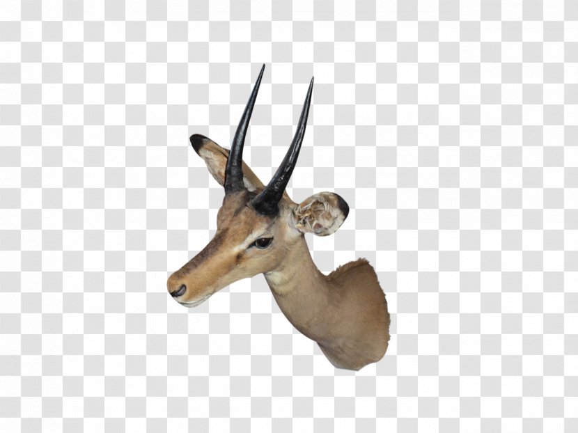 Impala Vertebrate - Chamois - Roe Deer Hunting Decoy Transparent PNG