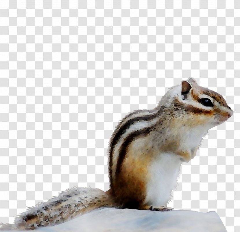 Chipmunk Fox Squirrel Fauna - Tail Transparent PNG