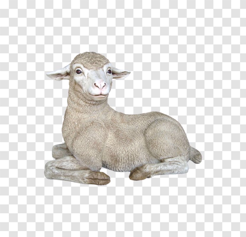 Merino Texel Sheep Rove Goat - Cow Family Transparent PNG
