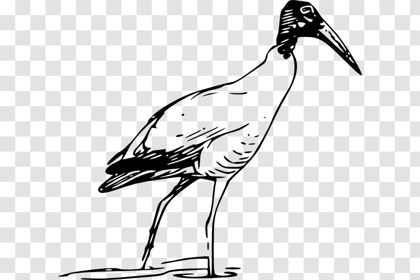 Bird Scarlet Ibis Glossy Clip Art - Monochrome - Lake Clipart Transparent PNG