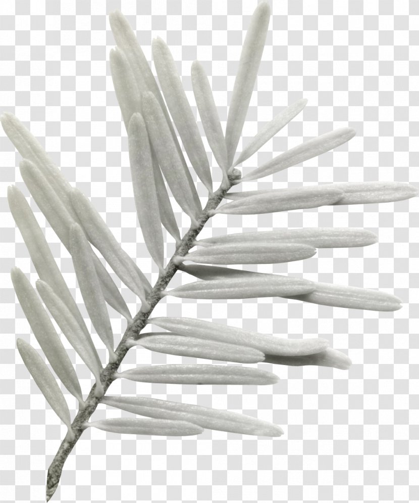 Feather White - Eucalyptus Leaf Transparent PNG