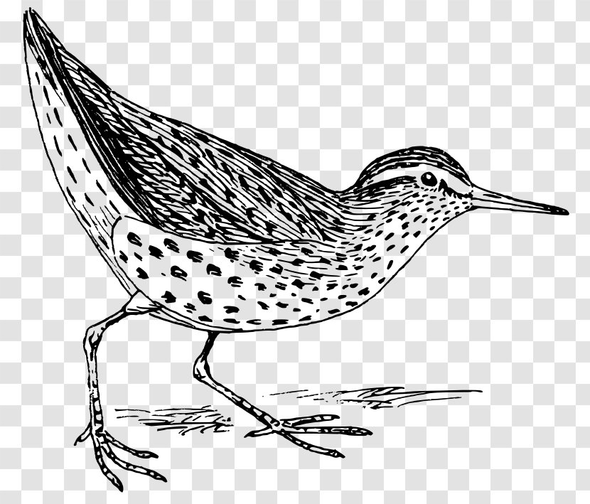 Sandpiper Bird Drawing Art Clip - Wing Transparent PNG