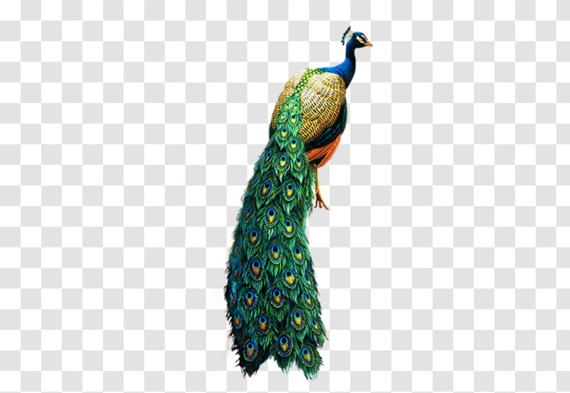 Bird Peafowl Clip Art - Peacock Transparent PNG