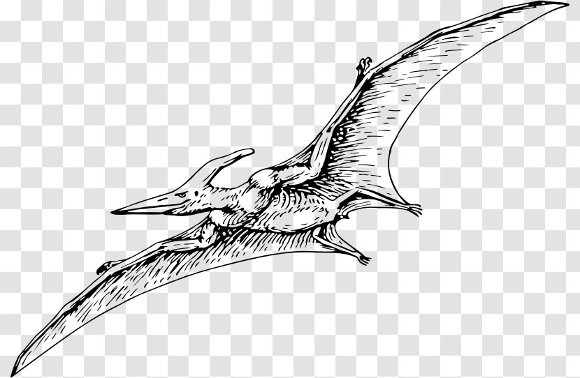 Pterodactyls Pteranodon Pterosaurs Carnivores: Dinosaur Hunter - Line Art Transparent PNG