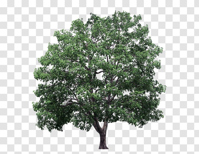 Crown Clip Art Plane Trees - Oak - Maple Tree Transparent PNG