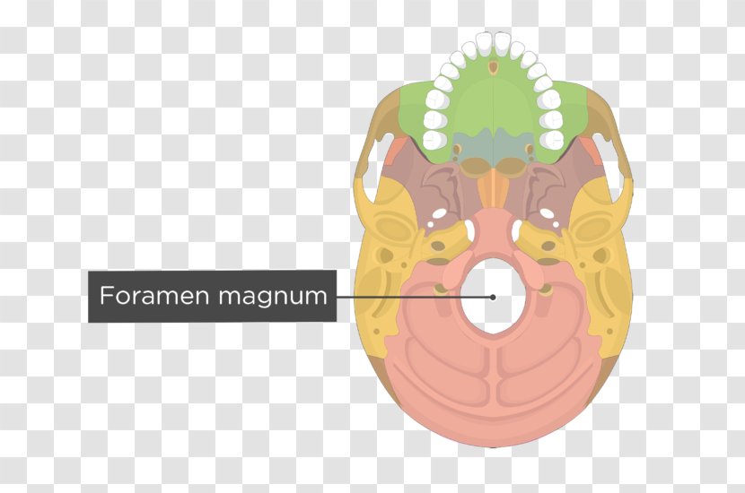 Palatine Bone Vomer Occipital Lacrimal Human Skeleton - Facial - Skull Transparent PNG