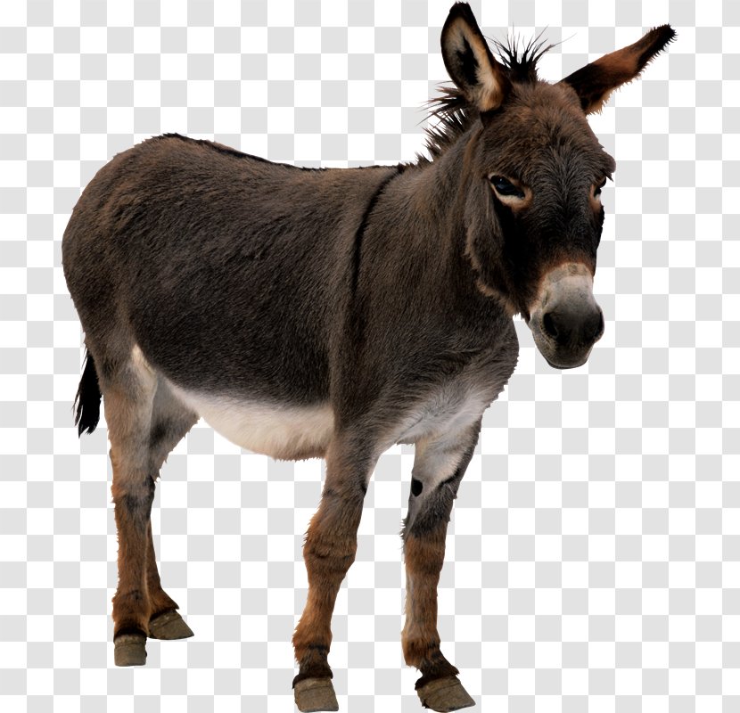 Donkey Animation - Horse - Burro Transparent PNG
