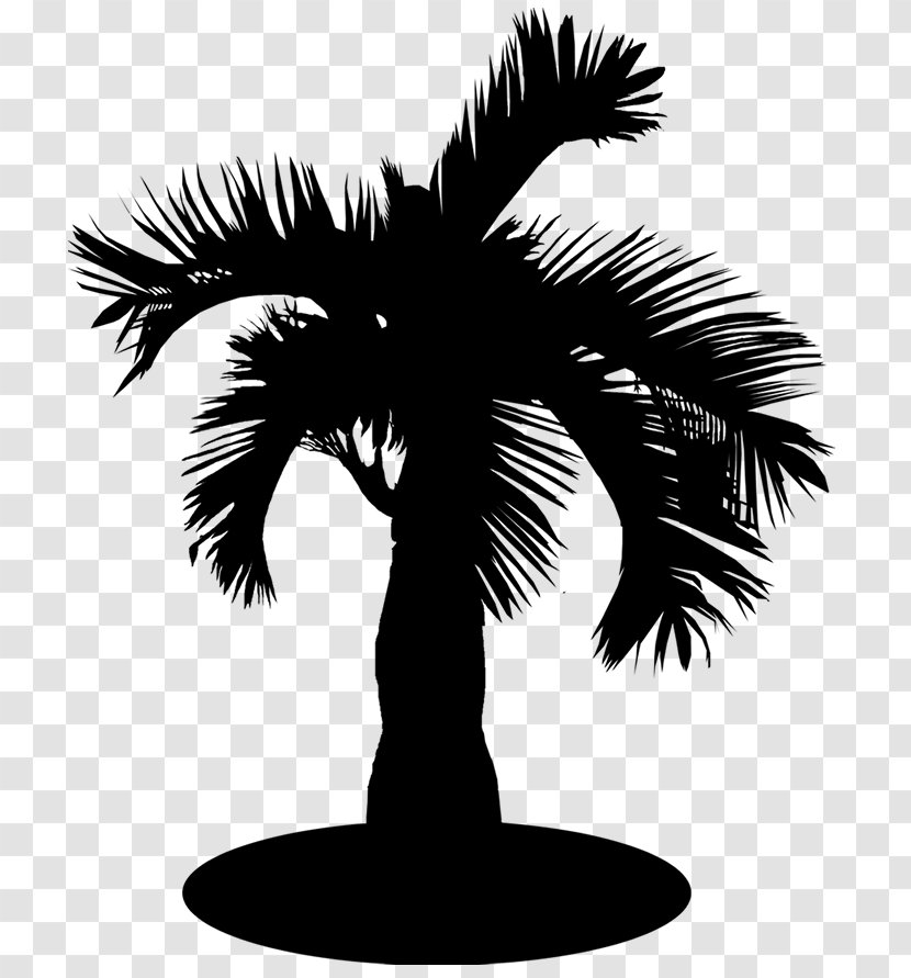 Asian Palmyra Palm Date Trees Silhouette Borassus - Plant Transparent PNG