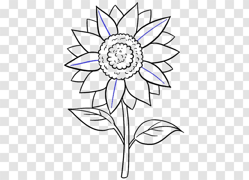 Drawing Common Sunflower Black And White Sketch - Symmetry - Draw Transparent PNG