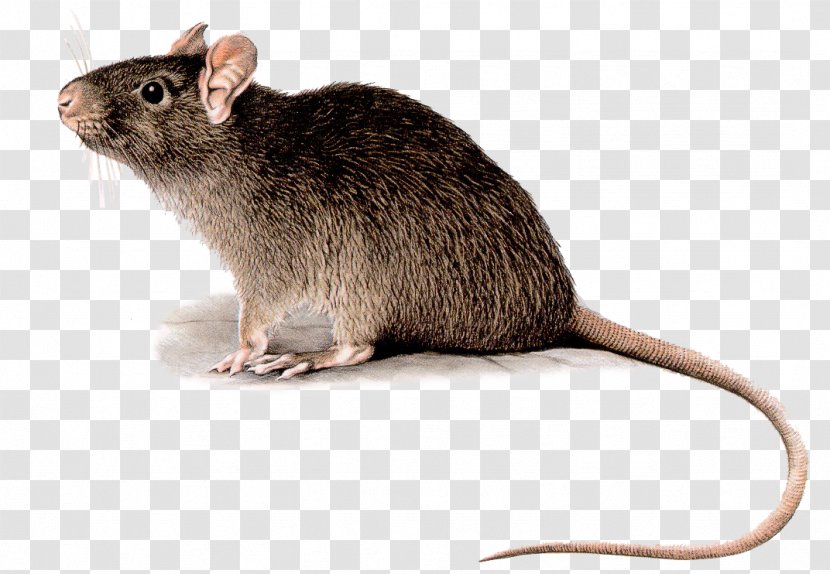 Black Rat Rodent Deratizace Pest Control Mouse - Animal Transparent PNG