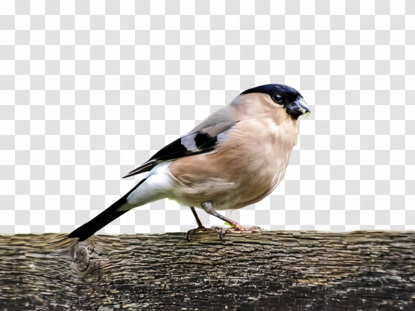 Bird Beak Finch Perching Songbird - Wildlife Chickadee Transparent PNG