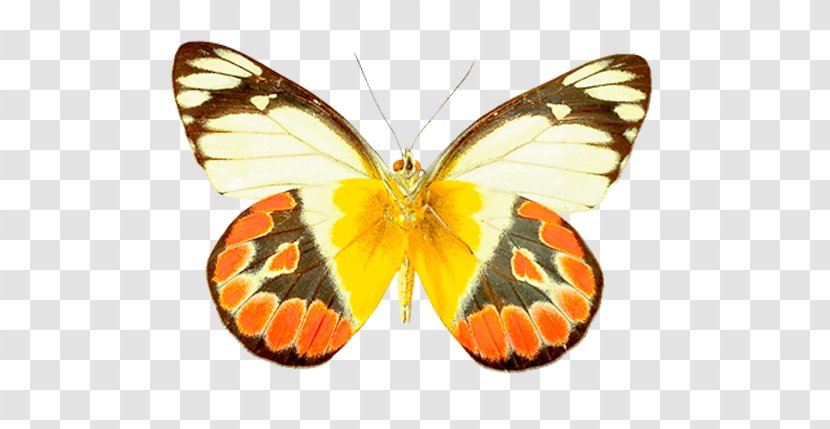 Monarch Butterfly Pieridae Moth Gossamer-winged Butterflies Transparent PNG