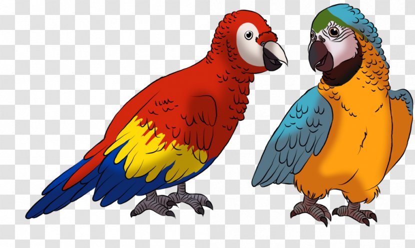 Macaw Parakeet Beak Feather Fauna - Common Pet Transparent PNG