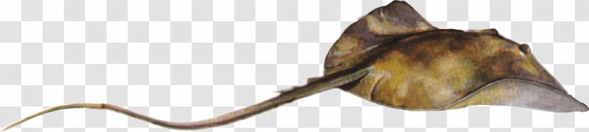 Common Stingray Myliobatoidei Batoidea Skate - String - Fish Transparent PNG