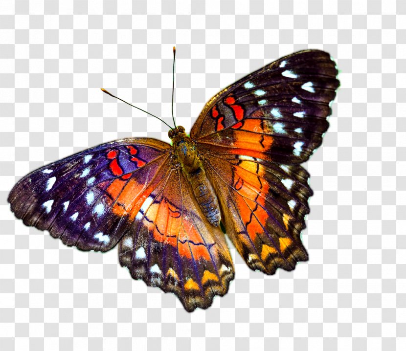 The Butterfly's Evil Spell ~ April 19, 20, 21, 26, 27, 28 - Butterflies And Moths - 7:30pm Desktop Wallpaper Greta OtoButerfly Transparent PNG