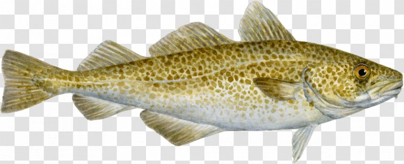COD: A Biography Of The Fish That Changed World Cod Wars Seafood Watch Atlantic - Pacific Transparent PNG
