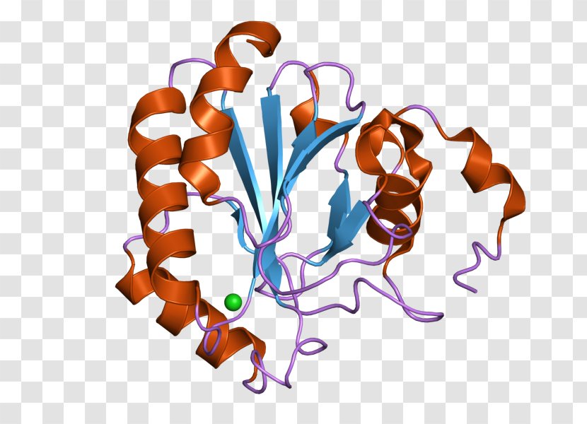 Glutathione Peroxidase Selenocysteine GPX4 - Text - Biological Medicine Advertisement Transparent PNG