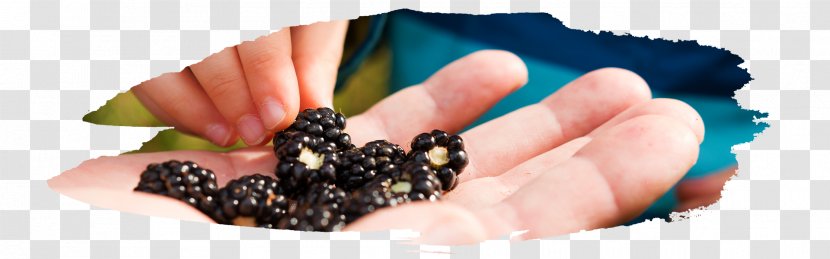 Tart Blackberry Fruit Preserves Pie - Hamilton S Rv - Goji Berry Transparent PNG
