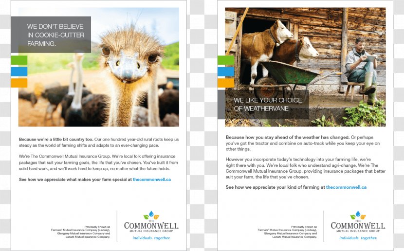 Mammal Advertising Fauna Brand - Creative Ostrich Transparent PNG