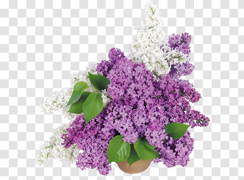 Common Lilac Flower Bouquet Wallpaper - Plant - Pot Transparent PNG