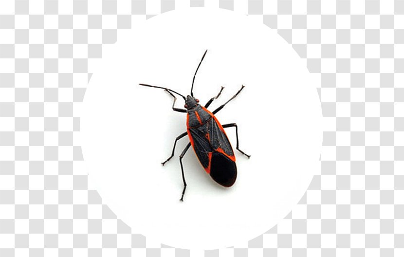 Boxelder Bug Maple Pest Control Beetle - Membrane Winged Insect Transparent PNG