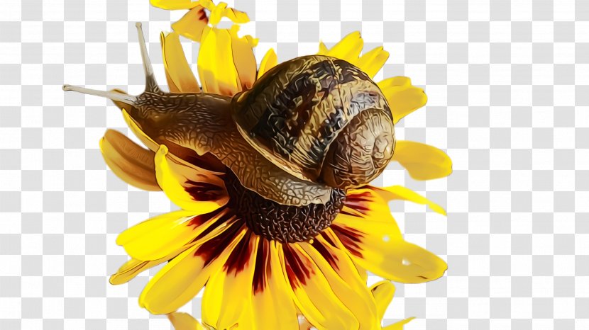 Sunflower - Wet Ink - Sea Snail Transparent PNG