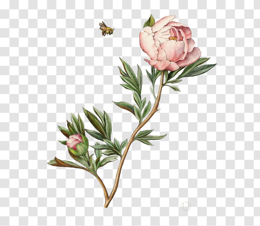 Botanical Illustration Drawing Watercolor Painting Peony Transparent PNG