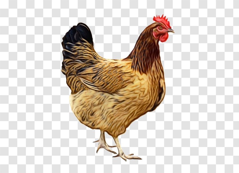 Chicken Bird Rooster Comb Fowl - Beak - Livestock Transparent PNG