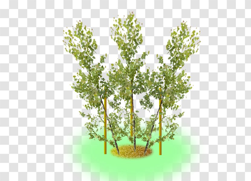 Twig Plant Stem Shrub Leaf Herb - Tree Transparent PNG