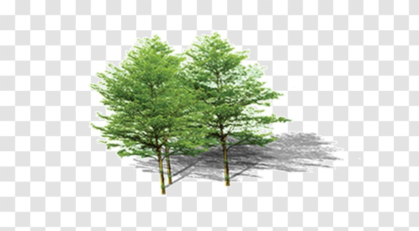 Pine Plant Computer File - Woody - Tree Transparent PNG
