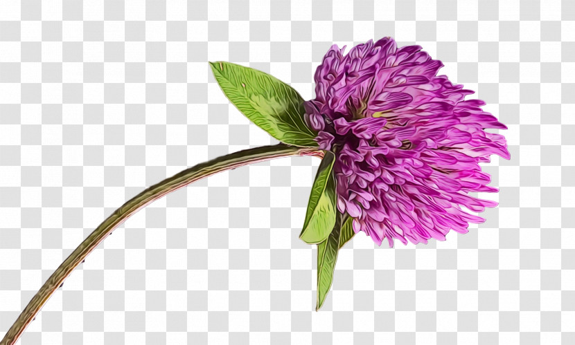 Cut Flowers Purple Chives Milk Thistle Flower Transparent PNG